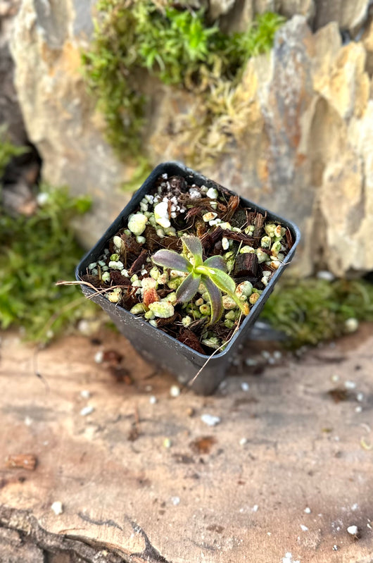 Nepenthes mollis (hurrelliana) BE-3921