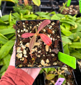 Nepenthes (aristolochioides x spectabilis) x klossii BE-4583