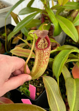 Nepenthes burbidgeae x (maxima x talangensis) BE-3764