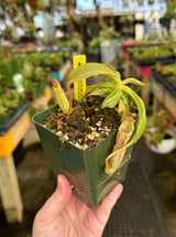 Nepenthes maxima BE-3735