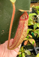 Nepenthes rajah x (veitchii x platychila) BE-4017 *SEED-GROWN*