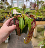 Nepenthes copelandii BE-3046