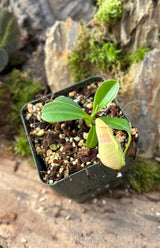 Nepenthes spathulata BE-3175