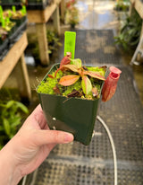 Nepenthes rajah x veitchii BE-3730