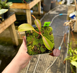 Nepenthes boschiana x lowii BE-4067