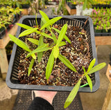 Nepenthes glabrata GIANT FORM (G. katopasa, Sulawesi) AW Clone 1 *ROOTED CUTTINGS*