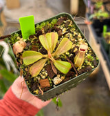 Nepenthes veitchii (Bario form) BE-4033