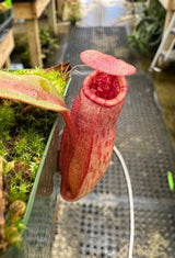 Nepenthes rajah x veitchii BE-3730