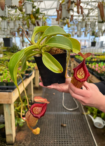 Nepenthes ventricosa x robcantleyi BE-3923