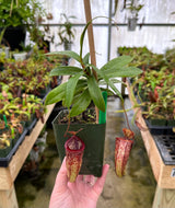 Nepenthes (hamata x glabrata) x tenuis BE-3985 *SPECIMEN*