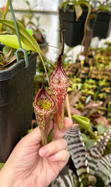 Nepenthes zakriana “Triplet” *ROOTED CUTTING SPECIMEN*
