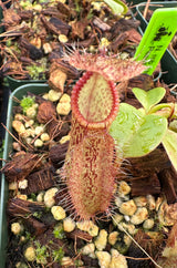 Nepenthes robcantleyi x hamata BE-3958