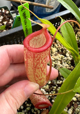 Nepenthes ventricosa x inermis (Wistuba Clone 1) *ROOTED CUTTINGS*