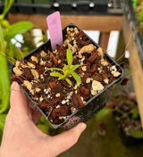 Nepenthes jamban BE-3875