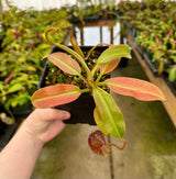 Nepenthes burbidgeae x (maxima x talangensis) BE-3764