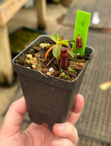 Nepenthes muluensis x lowii BE-3128