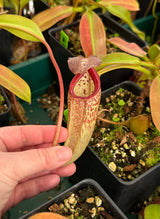 Nepenthes burbidgeae x (maxima x talangensis) BE-3764