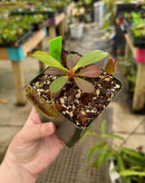 Nepenthes zakariana BE-3465 (Mamut Copper Mine)