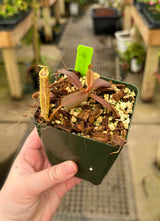 Nepenthes (veitchii x platychila) x platychila BE-4072