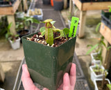 Nepenthes truncata *SPECIMENS*