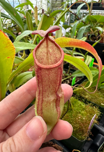 Nepenthes kongkandana (?) BE-3122