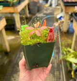 Nepenthes petiolata x veitchii BE-4047