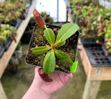 Nepenthes robcantleyi x jacquelineae BE-4028