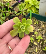 Pinguicula agnata