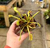 Dionaea muscipula ‘Dente’