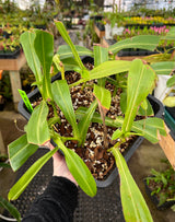 Nepenthes x Red Leopard *ROOTED CUTTINGS*