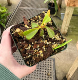 Nepenthes veitchii (Bario form) BE-4033