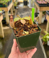 Nepenthes robcantleyi x hamata BE-3958