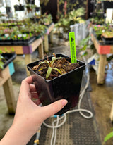 Nepenthes densiflora (G. Leuser) BE-3837