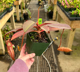 Nepenthes peltata x sumadera BE-4024