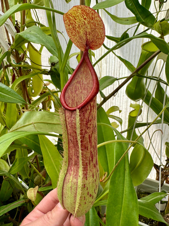 Nepenthes alata ‘Luzon Giant’  *ROOTED CUTTINGS, CONFIRMED FEMALE*