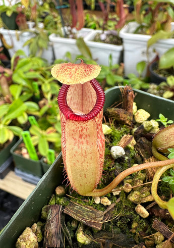 Nepenthes sibuyanensis x hamata BE-3562