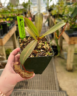 Nepenthes vogelii x ventricosa BE-4593