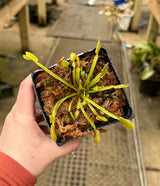 Dionaea muscipula ‘Dente’