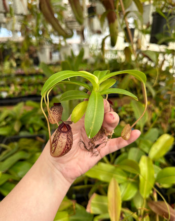 Nepenthes aristolochioides x burkei BE-3832