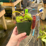 Nepenthes boschiana x lowii BE-4067