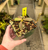 Nepenthes vogelii BE-3256
