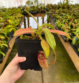 Nepenthes burbidgeae x (maxima x talangensis) BE-3764
