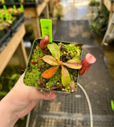 Nepenthes rajah x veitchii BE-3730