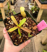 Nepenthes ovata BE-3919