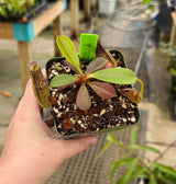 Nepenthes zakariana BE-3465 (Mamut Copper Mine)