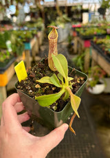 Nepenthes maxima BE-3735