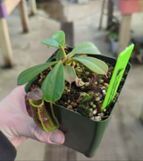 Nepenthes zakariana BE-3465 (Mamut Copper Mine)