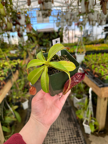 Nepenthes talangensis x glandulifera BE-3665