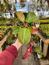 Nepenthes rajah x robcantleyi BE-4019