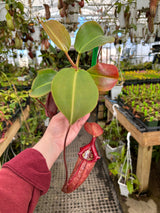 Nepenthes rajah x robcantleyi BE-4019